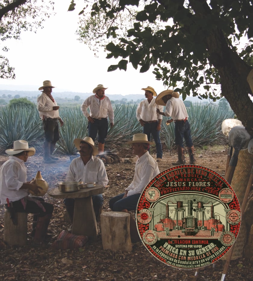 Jimadores in the field